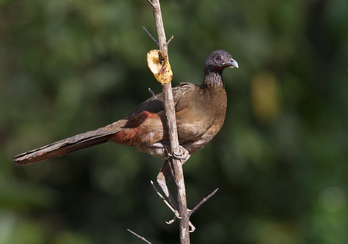 Ortalis ruficauda Cracidae