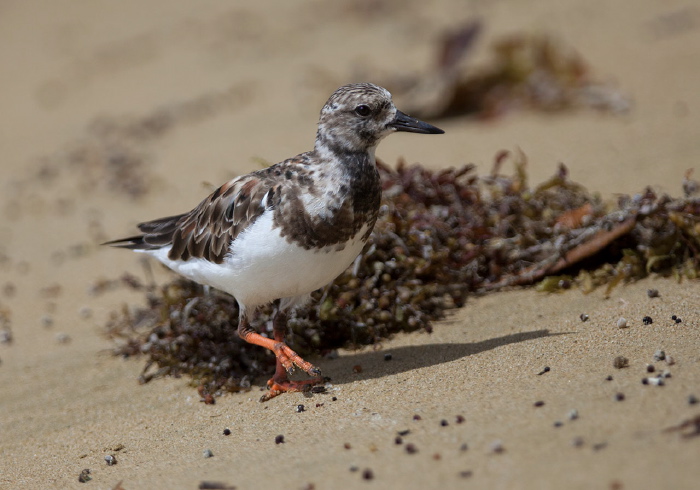 Arenaria interpres Scolopacidae