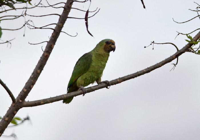 Amazona amazonica tobagensis Psittacidae