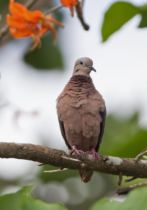 Zenaida auriculata Columbidae