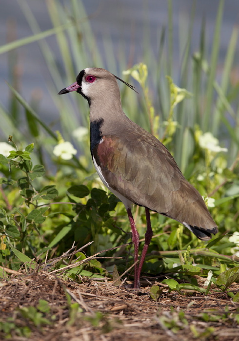 Vanellus chilensis Charadriidae