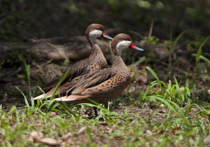 Anas bahamensis Anatidae