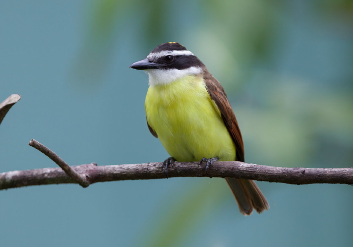 Pitangus sulphuratus Tyrannidae