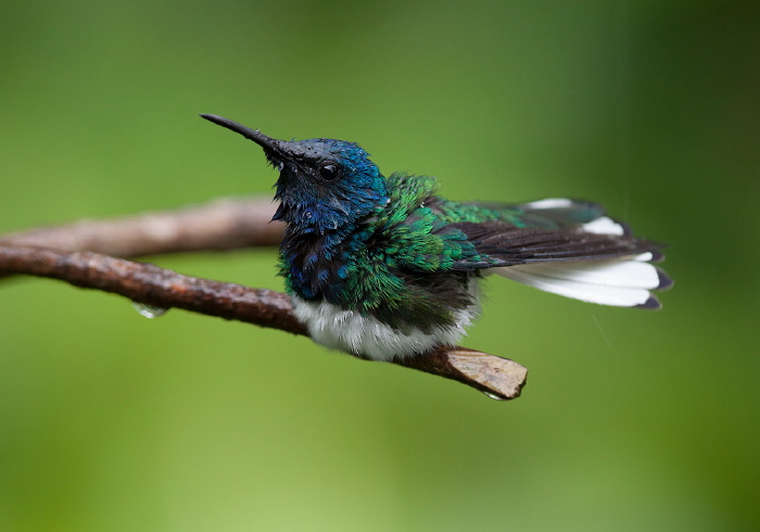 Florisuga mellivora mellivora Trochilidae