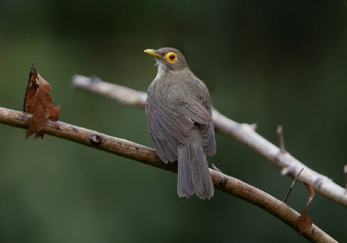 Turdus tephronotus Turdidae