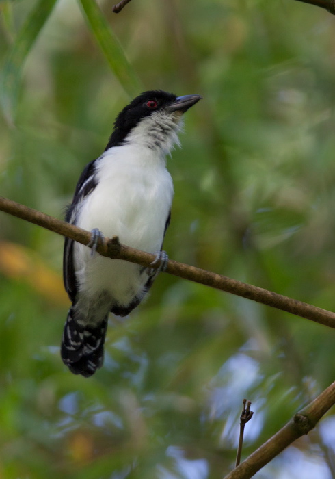 Taraba major Thamnophilidae