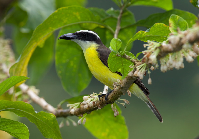 Megarynchus pitangua Tyrannidae