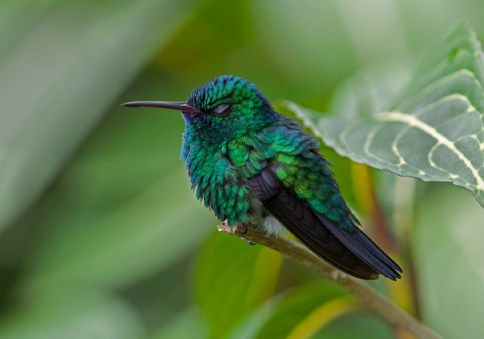 Chlorestes notatus Trochilidae