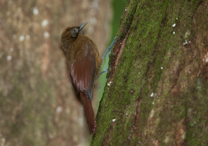 Dendrocincla fuliginosa Furnariidae