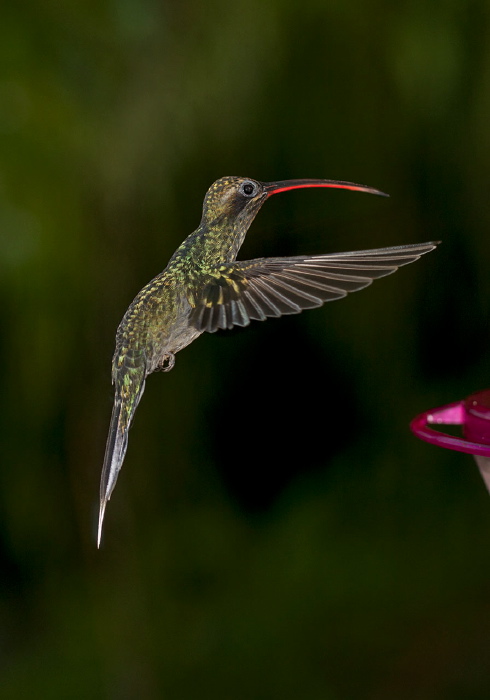 Phaethornis guy Trochilidae