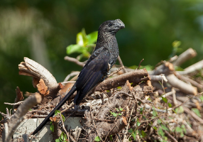 Crotophaga ani Cuculidae