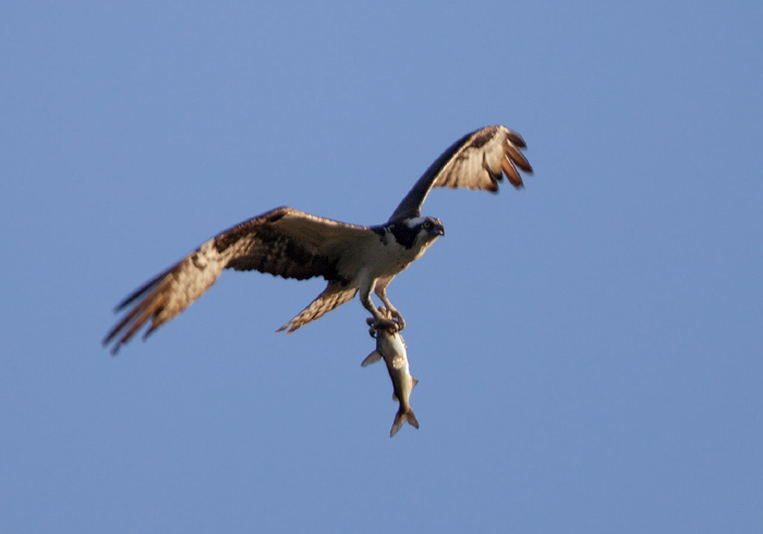 Pandion haliaetus Pandionidae