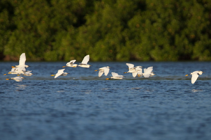 Egretta thula Ardeidae