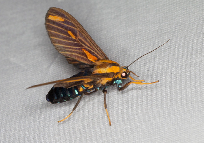 Ormetica sypilus Erebidae