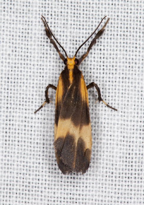 Lycomorphodes tortricina Erebidae