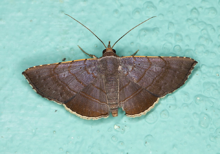 Clapra marginata Erebidae