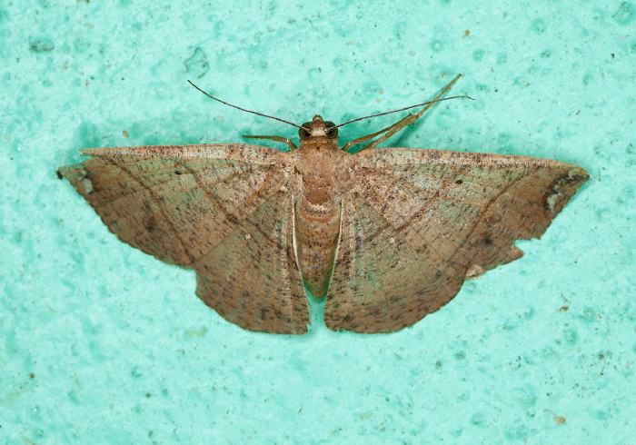Thysanopyga abdominaria Geometridae