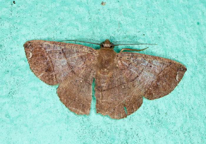 Thysanopyga abdominaria Geometridae
