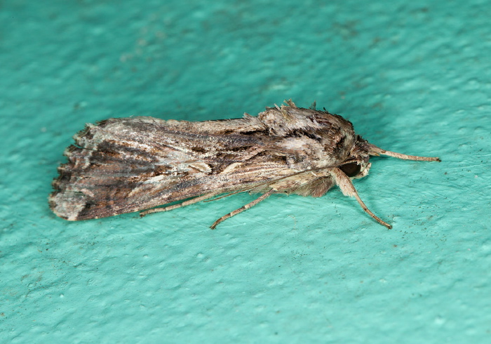 Spodoptera dolichos Noctuidae