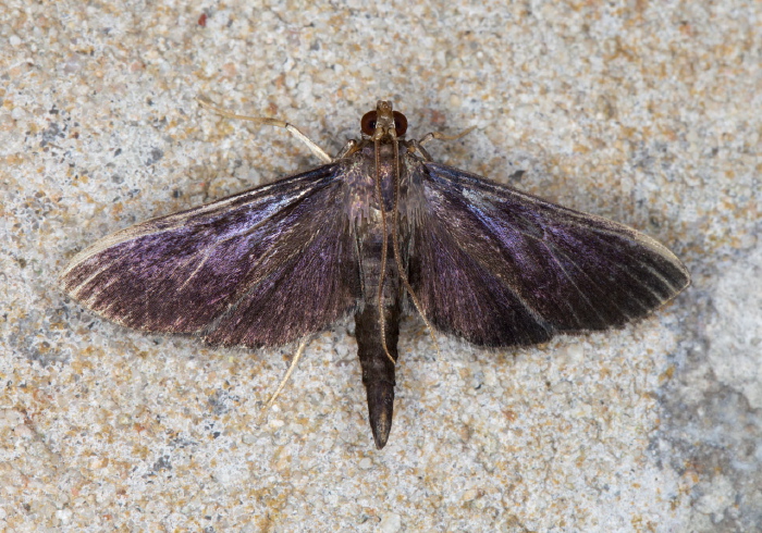 Pilocrocis purpurascens Crambidae