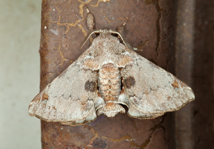 Apatelodes nina Bombycidae