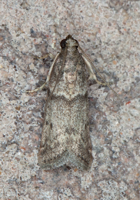 Cadra sp. Pyralidae