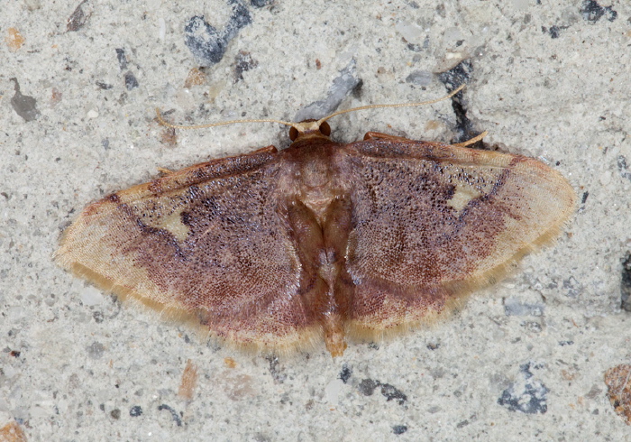 Idaea sp. Geometridae