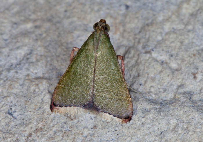 Xantippe olivalis Pyralidae