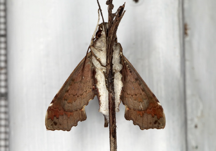 Unzela japix Springidae