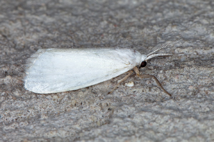 Euthyone simplex Erebidae