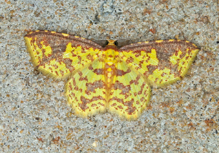 Eois pseudobada Geometridae