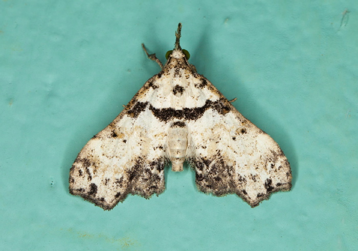 Lascoria nivea Erebidae