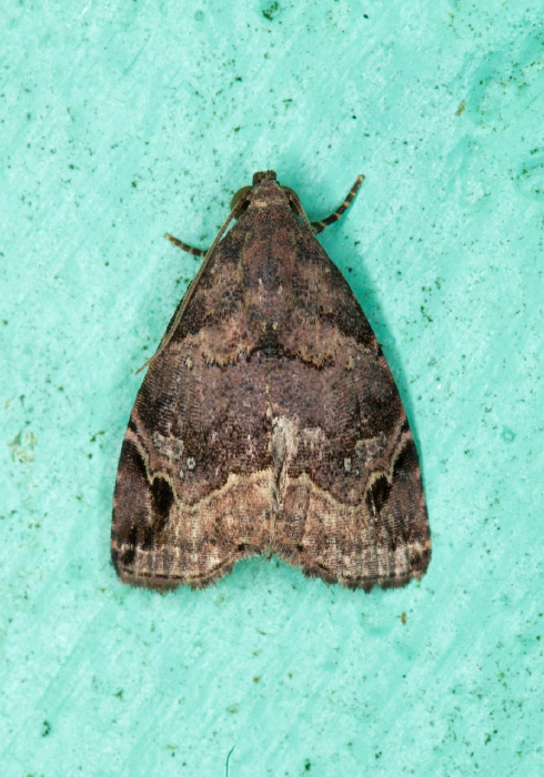 Ozarba melanodonta Erebidae