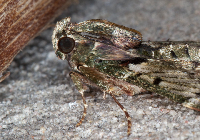 Macalla thyrsisalis Pyralidae