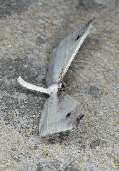Macrosoma ustrinaria Hedylidae