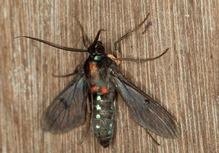 Cosmosoma melathoracia Erebidae