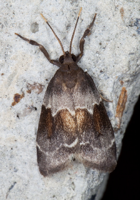 Talara catocaloides Erebidae