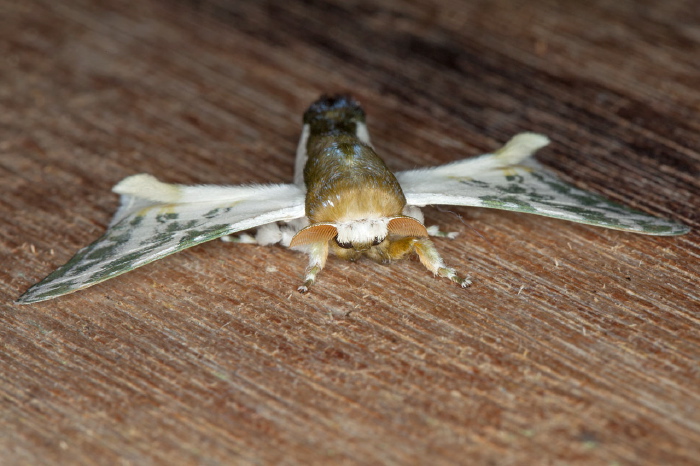 Colla rhodope Bombycidae