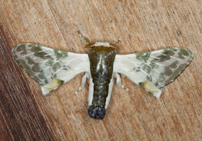 Colla rhodope Bombycidae