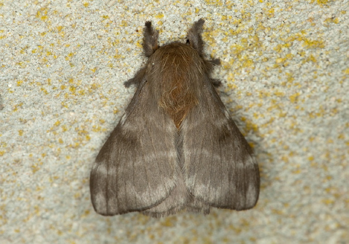 Hylesia murex Saturniidae