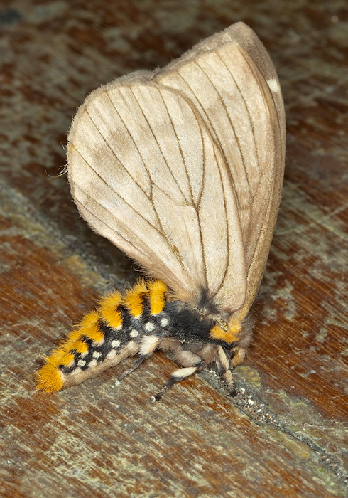 Pseudodirphia eumedide Saturniidae