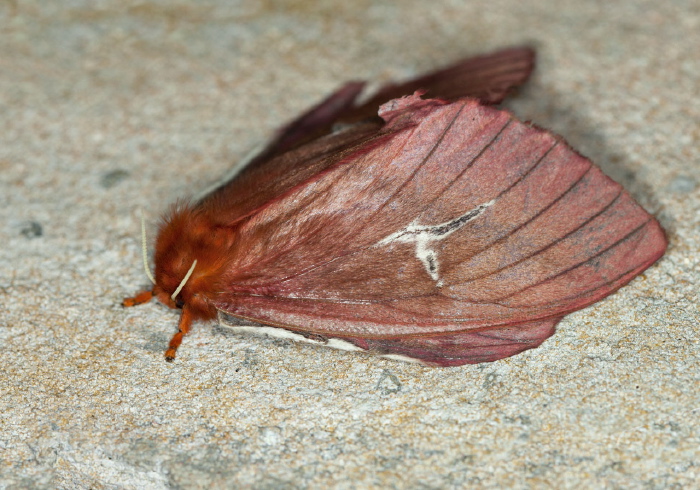 Cerodirphia speciosa Saturniidae