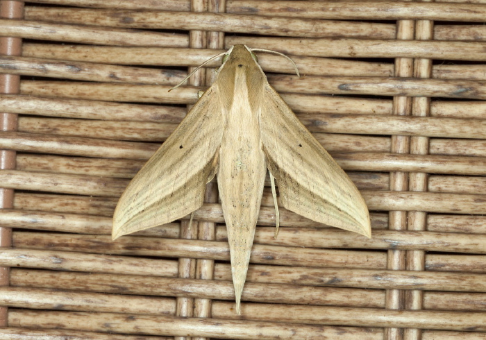 cf. Xylophanes loelia Springidae
