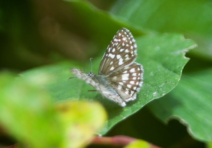 Pyrgus oileus Hesperiidae