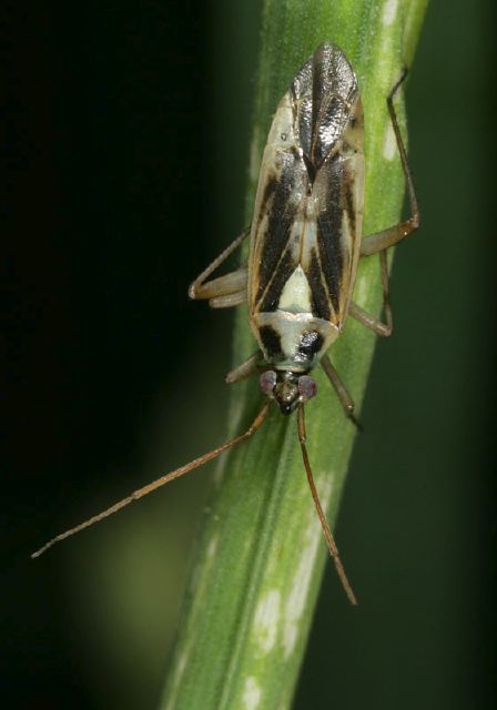 Stenotus binotatus Miridae