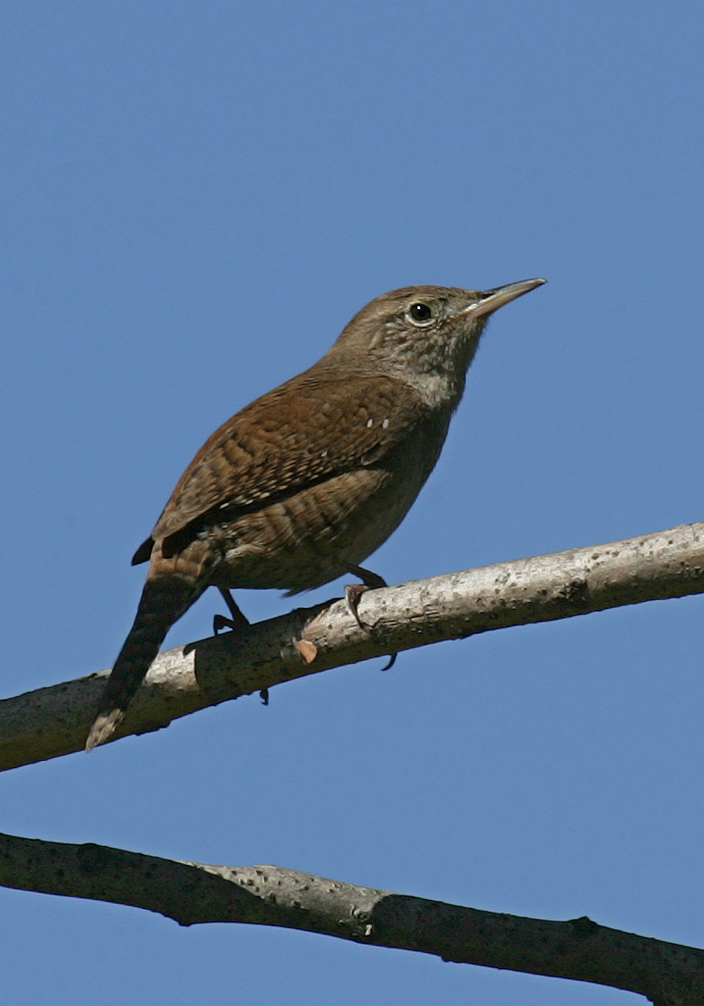 070513 ny troglodytes aedon house wren 19 76 070513 ny troglodytes aedon house wren 19 76